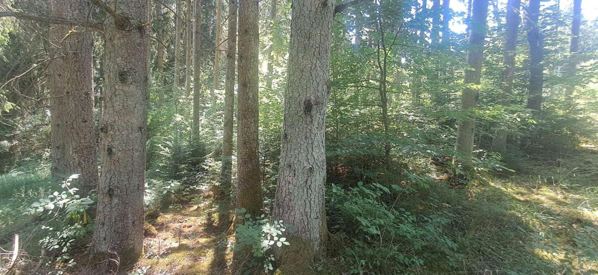 Wald